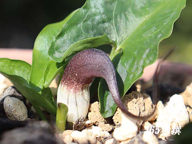 �R�r�g�n���Q