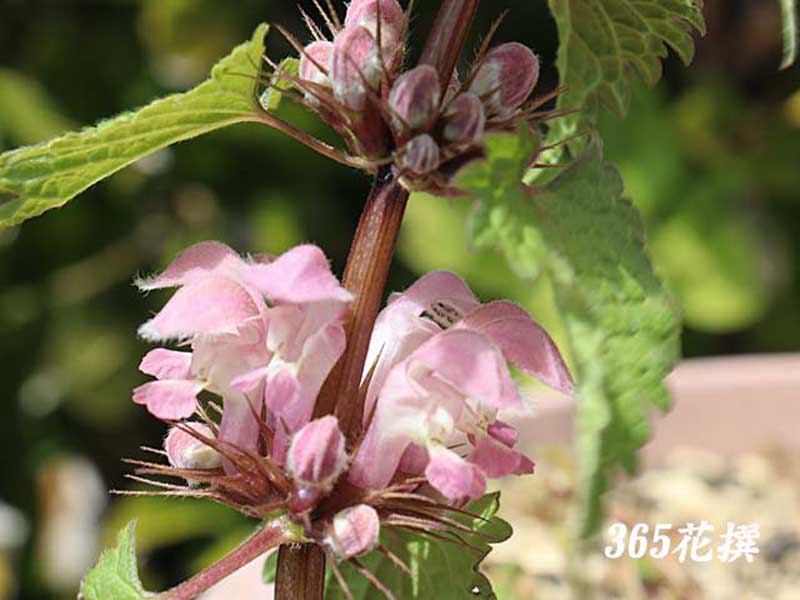 �I�h���R�\�E