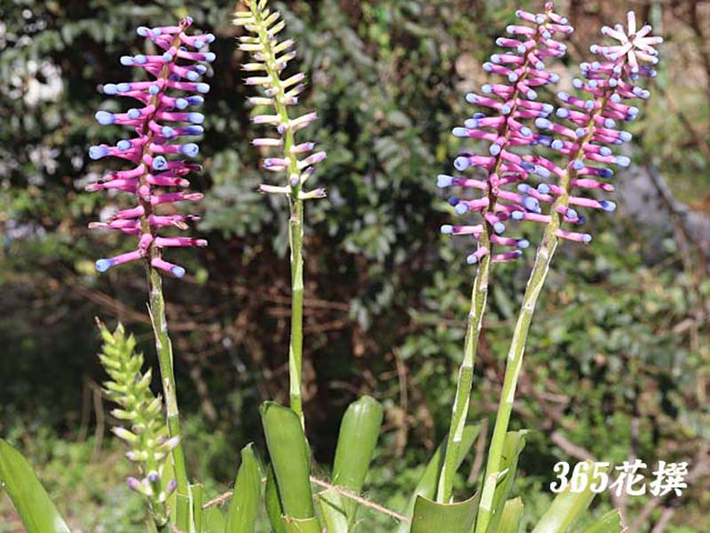 �G�N���A�E�K���Z�p��