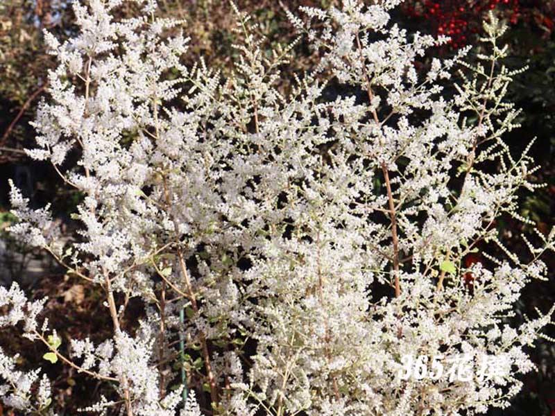 �t�u�L�o�i