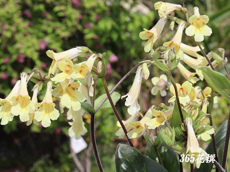 �v�������i